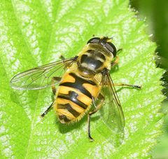 Myathropa florea by (c) Kostas Zontanos, some rights reserved (CC BY), uploaded by Kostas Zontanos. Used under a CC-BY license.