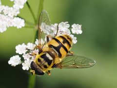 Myathropa florea by (c) Michael Knapp, some rights reserved (CC BY), uploaded by Michael Knapp. Used under a CC-BY license.