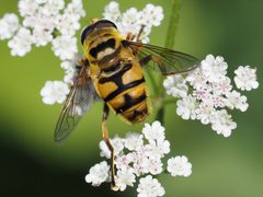 Myathropa florea by (c) Michael Knapp, some rights reserved (CC BY), uploaded by Michael Knapp. Used under a CC-BY license.