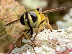 Myathropa florea by (c) eebee, some rights reserved (CC BY), uploaded by eebee. Used under a CC-BY license.