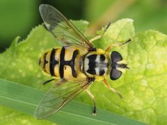Myathropa florea by (c) Michael Knapp, some rights reserved (CC BY), uploaded by Michael Knapp. Used under a CC-BY license.