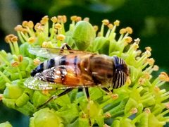 Eristalinus taeniops by (c) Gianni Del Bufalo bygdb, some rights reserved (CC BY), uploaded by Gianni Del Bufalo bygdb. Used under a CC-BY license.
