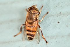 Eristalinus taeniops by (c) Shawn O'Donnell, some rights reserved (CC BY), uploaded by Shawn O'Donnell. Used under a CC-BY license.