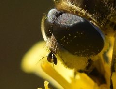 Eristalis arbustorum by (c) Mike Kerry, some rights reserved (CC BY), uploaded by Mike Kerry. Used under a CC-BY license.