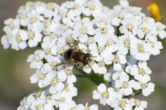 Eristalis brousii by (c) Syd Cannings, some rights reserved (CC BY), uploaded by Syd Cannings. Used under a CC-BY license.