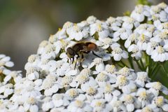 Eristalis brousii by (c) Syd Cannings, some rights reserved (CC BY), uploaded by Syd Cannings. Used under a CC-BY license.