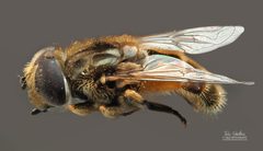 Eristalis brousii by (c) Thilina Hettiarachchi, some rights reserved (CC BY), uploaded by Thilina Hettiarachchi. Used under a CC-BY license.