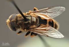 Eristalis brousii by (c) Thilina Hettiarachchi, some rights reserved (CC BY), uploaded by Thilina Hettiarachchi. Used under a CC-BY license.