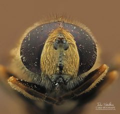 Eristalis brousii by (c) Thilina Hettiarachchi, some rights reserved (CC BY), uploaded by Thilina Hettiarachchi. Used under a CC-BY license.