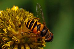 Eristalis transversa by (c) Judy Gallagher, some rights reserved (CC BY). Used under a CC-BY license.