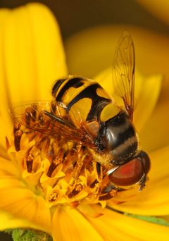Eristalis transversa by (c) Judy Gallagher, some rights reserved (CC BY). Used under a CC-BY license.