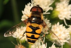 Eristalis transversa by (c) Judy Gallagher, some rights reserved (CC BY). Used under a CC-BY license.