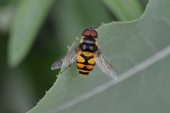 Eristalis transversa by no rights reserved, uploaded by Michael Mulqueen. Used under a CC0 license.