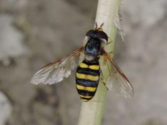 Eupeodes americanus by (c) Sam Kieschnick, some rights reserved (CC BY), uploaded by Sam Kieschnick. Used under a CC-BY license.