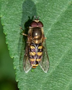 Eupeodes fumipennis by (c) Don Loarie, some rights reserved (CC BY), uploaded by Don Loarie. Used under a CC-BY license.