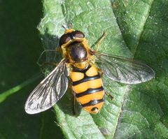 Eupeodes latifasciatus by (c) Mike Kerry, some rights reserved (CC BY), uploaded by Mike Kerry. Used under a CC-BY license.