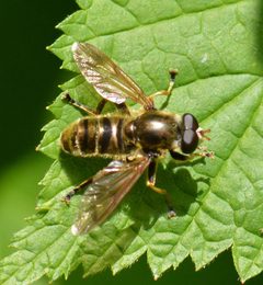 Hadromyia crawfordi by (c) David Anderson, some rights reserved (CC BY), uploaded by David Anderson. Used under a CC-BY license.