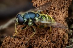 Hadromyia pulchra by (c) Claus Giloi, some rights reserved (CC BY), uploaded by Claus Giloi. Used under a CC-BY license.