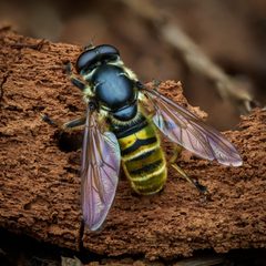 Hadromyia pulchra by (c) Claus Giloi, some rights reserved (CC BY), uploaded by Claus Giloi. Used under a CC-BY license.