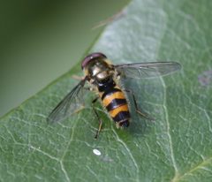 Meligramma cincta by (c) Sandy Rae, some rights reserved (CC BY). Used under a CC-BY license.