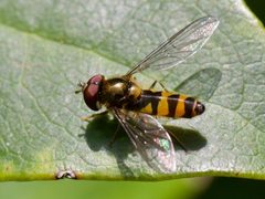Meligramma cincta by (c) nevwright, some rights reserved (CC BY), uploaded by nevwright. Used under a CC-BY license.