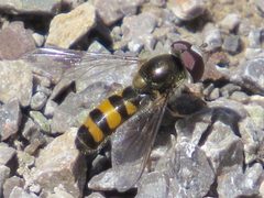 Meligramma cincta by (c) Theo Rickert, some rights reserved (CC BY), uploaded by Theo Rickert. Used under a CC-BY license.
