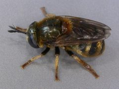 Microdontinae by (c) Janet Graham, some rights reserved (CC BY). Used under a CC-BY license.