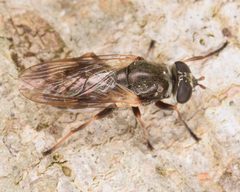 Myolepta varipes by (c) skitterbug, some rights reserved (CC BY), uploaded by skitterbug. Used under a CC-BY license.