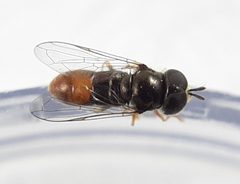 Paragus haemorrhous by (c) Will Linnard, some rights reserved (CC BY), uploaded by Will Linnard. Used under a CC-BY license.