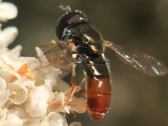 Paragus haemorrhous by (c) Darin J McGuire, some rights reserved (CC BY), uploaded by Darin J McGuire. Used under a CC-BY license.