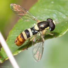 Sphaerophoria sulphuripes by (c) Ken-ichi Ueda, some rights reserved (CC BY), uploaded by Ken-ichi Ueda. Used under a CC-BY license.