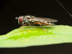 Platycheirus hyperboreus by (c) Katja Schulz, some rights reserved (CC BY), uploaded by Katja Schulz. Used under a CC-BY license.
