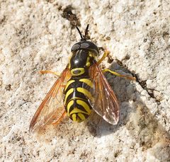 Chrysotoxum by (c) Kostas Zontanos, some rights reserved (CC BY), uploaded by Kostas Zontanos. Used under a CC-BY license.