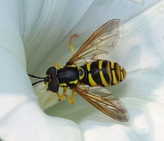 Chrysotoxum by (c) carnifex, some rights reserved (CC BY), uploaded by carnifex. Used under a CC-BY license.