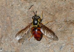 Chrysotoxum by (c) Mike Kerry, some rights reserved (CC BY), uploaded by Mike Kerry. Used under a CC-BY license.