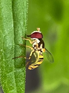 Allograpta by (c) Clint Howell, some rights reserved (CC BY), uploaded by Clint Howell. Used under a CC-BY license.