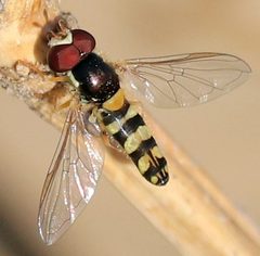 Allograpta by (c) Catherine C. Galley, some rights reserved (CC BY), uploaded by Catherine C. Galley. Used under a CC-BY license.