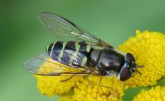 Dasysyrphus creper by no rights reserved, uploaded by Steve Wells. Used under a CC0 license.