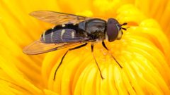 Dasysyrphus by (c) Kjartan Birgisson, some rights reserved (CC BY). Used under a CC-BY license.