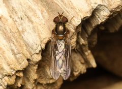 Episyrphus by (c) Rafael Carbonell Font, some rights reserved (CC BY), uploaded by Rafael Carbonell Font. Used under a CC-BY license.