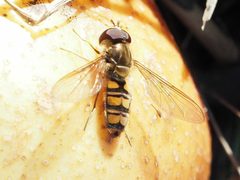 Episyrphus by (c) Michael Knapp, some rights reserved (CC BY). Used under a CC-BY license.
