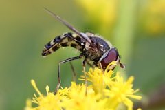 Lapposyrphus by (c) Even Dankowicz, some rights reserved (CC BY), uploaded by Even Dankowicz. Used under a CC-BY license.