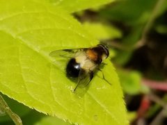 Leucozona americana by (c) Matt Muir, some rights reserved (CC BY), uploaded by Matt Muir. Used under a CC-BY license.