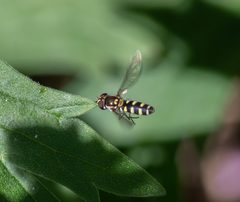 Meligramma guttata by (c) Connie Misket, nogle rettigheder forbeholdes (CC BY), uploadet af Connie Misket. Used under a CC-BY license.