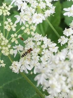 Meligramma guttata by (c) Jared Shorma, nogle rettigheder forbeholdes (CC BY), uploadet af Jared Shorma. Used under a CC-BY license.