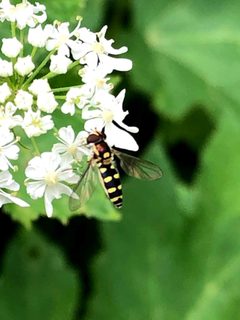 Meligramma guttata by (c) Jared Shorma, nogle rettigheder forbeholdes (CC BY), uploadet af Jared Shorma. Used under a CC-BY license.