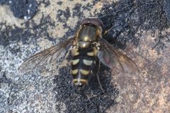 Parasyrphus tarsatus by (c) Trevor Van Loon, some rights reserved (CC BY), uploaded by Trevor Van Loon. Used under a CC-BY license.
