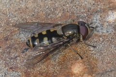 Parasyrphus tarsatus by (c) Trevor Van Loon, some rights reserved (CC BY), uploaded by Trevor Van Loon. Used under a CC-BY license.