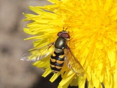 Parasyrphus tarsatus by (c) Claire Moxon-Waltz, some rights reserved (CC BY), uploaded by Claire Moxon-Waltz. Used under a CC-BY license.
