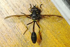 Salpingogaster by (c) Daniel Mesa, some rights reserved (CC BY), uploaded by Daniel Mesa. Used under a CC-BY license.